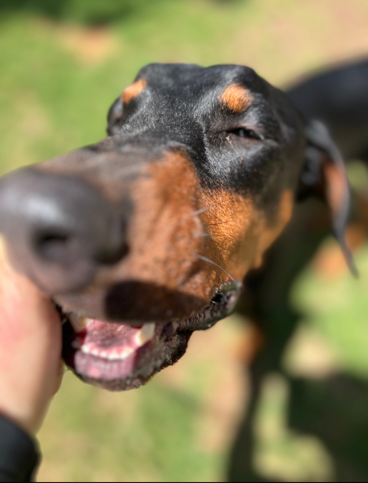 Dobermann.Club, a dedicated and loving club for rescue Dobermanns